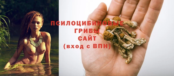ПСИЛОЦИБИНОВЫЕ ГРИБЫ Новозыбков