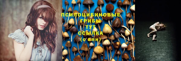 сатива Новодвинск